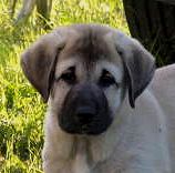 Kaptan, Big Boy, Male Puppy 3, on 10/02/2014 from Kibar/Leydi 8/1/2014 litter