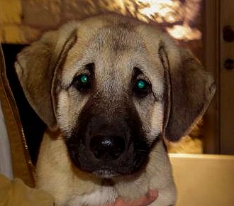 Kaptan, Big Boy, Male Puppy 3, on 11/07/2014 from Kibar/Leydi 8/1/2014 litter