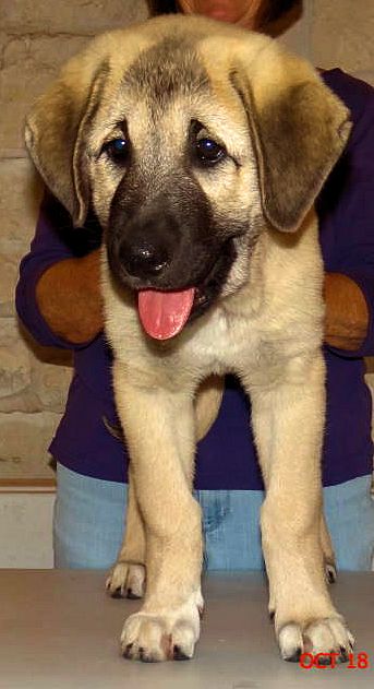 Kaptan, Big Boy, Male Puppy 3, on 10/18/2014 from Kibar/Leydi 8/1/2014 litter