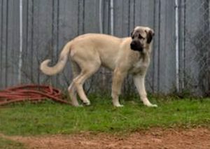 Kaptan, Big Boy, Male Puppy 3, on 11/07/2014 from Kibar/Leydi 8/1/2014 litter