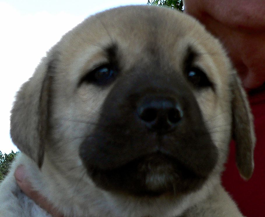 BUBBA, Uneven Paws, Male Puppy 4, at Six Weeks on 9/12/2014 from Kibar/Leydi 8/1/2014 litter