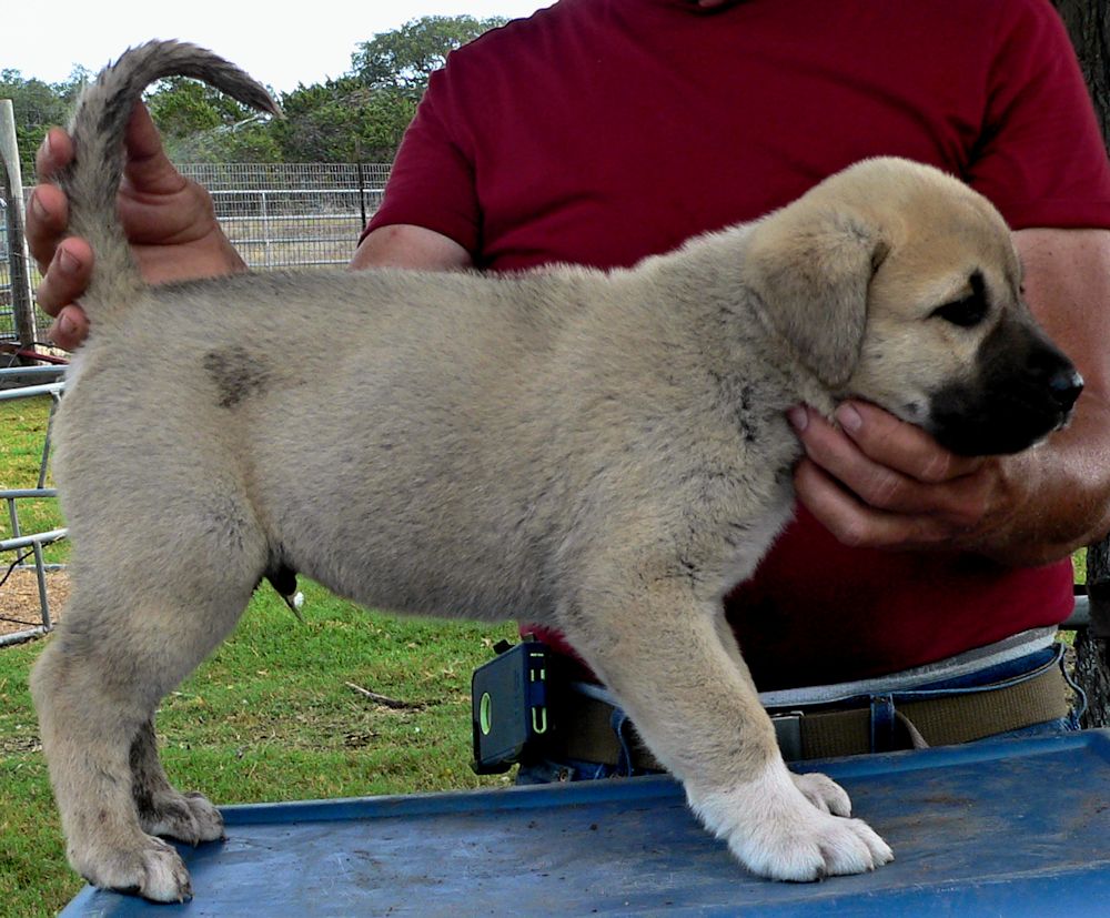 BUBBA, Uneven Paws, Male Puppy 4, at Six Weeks on 9/12/2014 from Kibar/Leydi 8/1/2014 litter