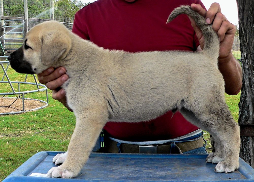 BUBBA, Uneven Paws, Male Puppy 4, at Six Weeks on 9/12/2014 from Kibar/Leydi 8/1/2014 litter