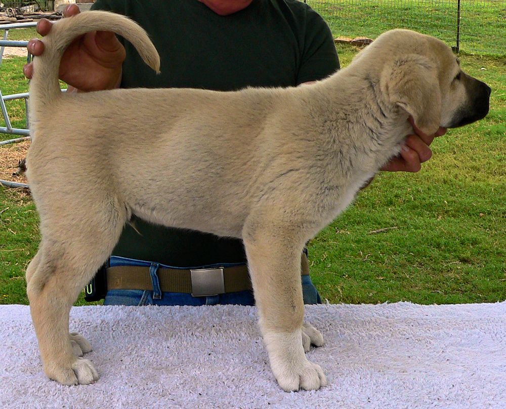 BUBBA, Uneven Paws, Male Puppy 4, at Eight Weeks on 9/26/2014 from Kibar/Leydi 8/1/2014 litter