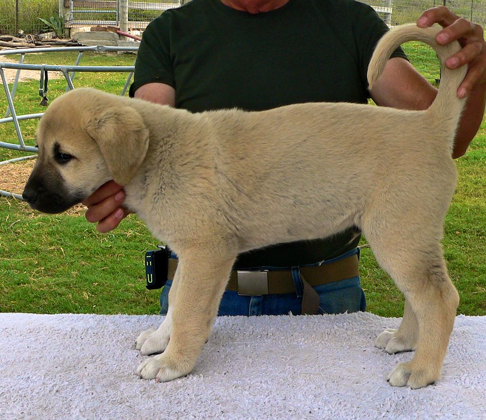 BUBBA, Uneven Paws, Male Puppy 4, at Eight Weeks on 9/26/2014 from Kibar/Leydi 8/1/2014 litter