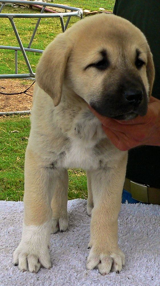 BUBBA, Uneven Paws, Male Puppy 4, at Eight Weeks on 9/26/2014 from Kibar/Leydi 8/1/2014 litter