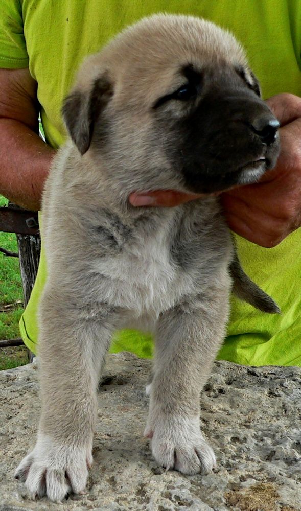 ASAPH, Even Paws, Male Puppy 5, at Four Weeks on 8/29/2014  from Kibar/Leydi 8/1/2014 litter