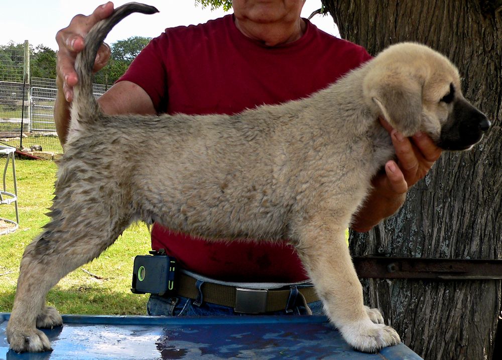 ASAPH, Even Paws, Male Puppy 5, at Six Weeks on 9/12/2014 from Kibar/Leydi 8/1/2014 litter