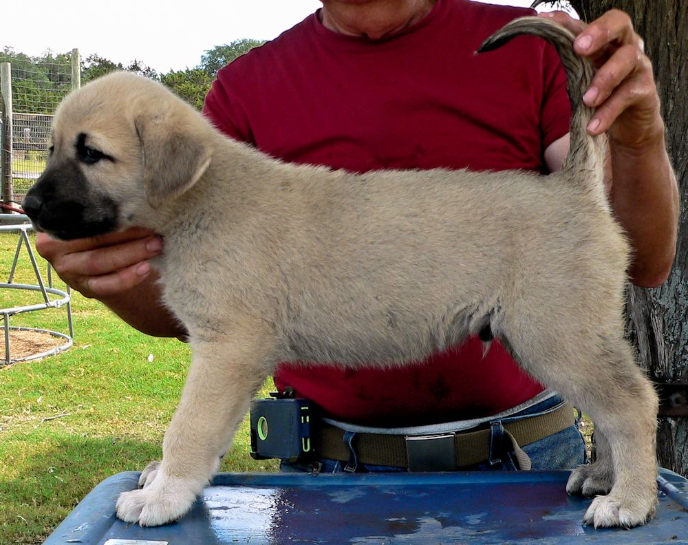 ASAPH, Even Paws, Male Puppy 5, at Six Weeks on 9/12/2014 from Kibar/Leydi 8/1/2014 litter