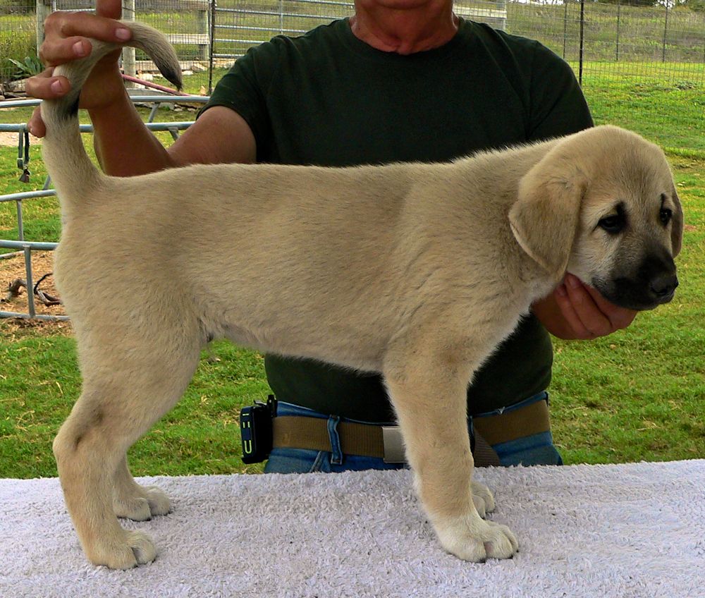 Asaph, Even Paws, Male Puppy 5, at Eight Weeks on 9/26/2014 from Kibar/Leydi 8/1/2014 litter