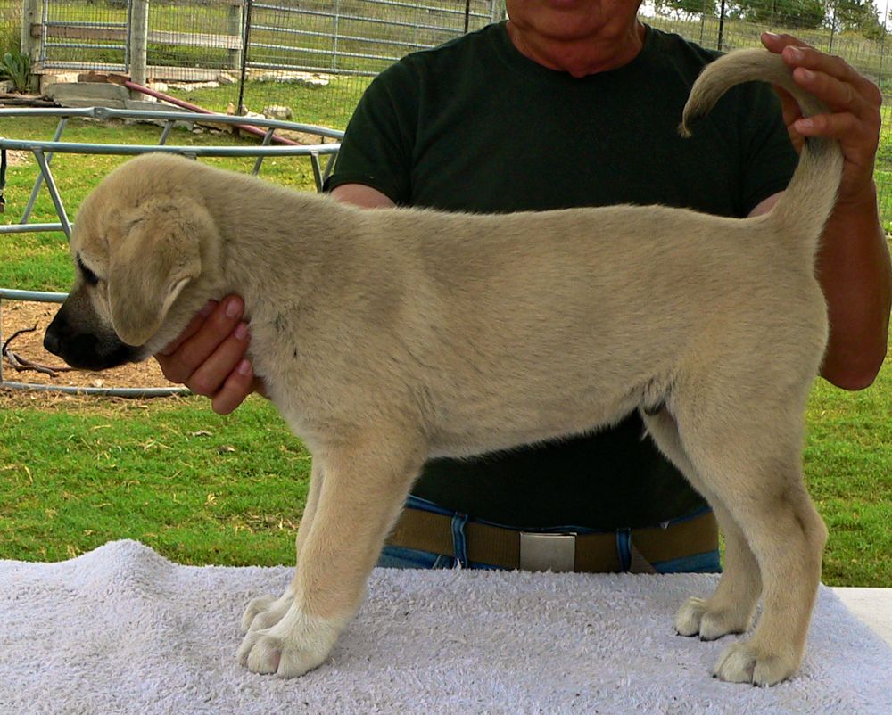 ASAPH, Even Paws, Male Puppy 5, at Eight Weeks on 9/26/2014 from Kibar/Leydi 8/1/2014 litter