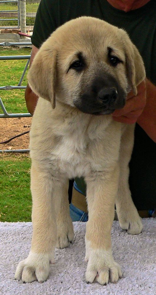 ASAPH, Even Paws, Male Puppy 5, at Eight Weeks on 9/26/2014 from Kibar/Leydi 8/1/2014 litter