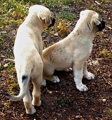 Asaph Even Paws, Male Puppy 5, at Eight Weeks on 9/29/2014 from Kibar/Leydi 8/1/2014 litter