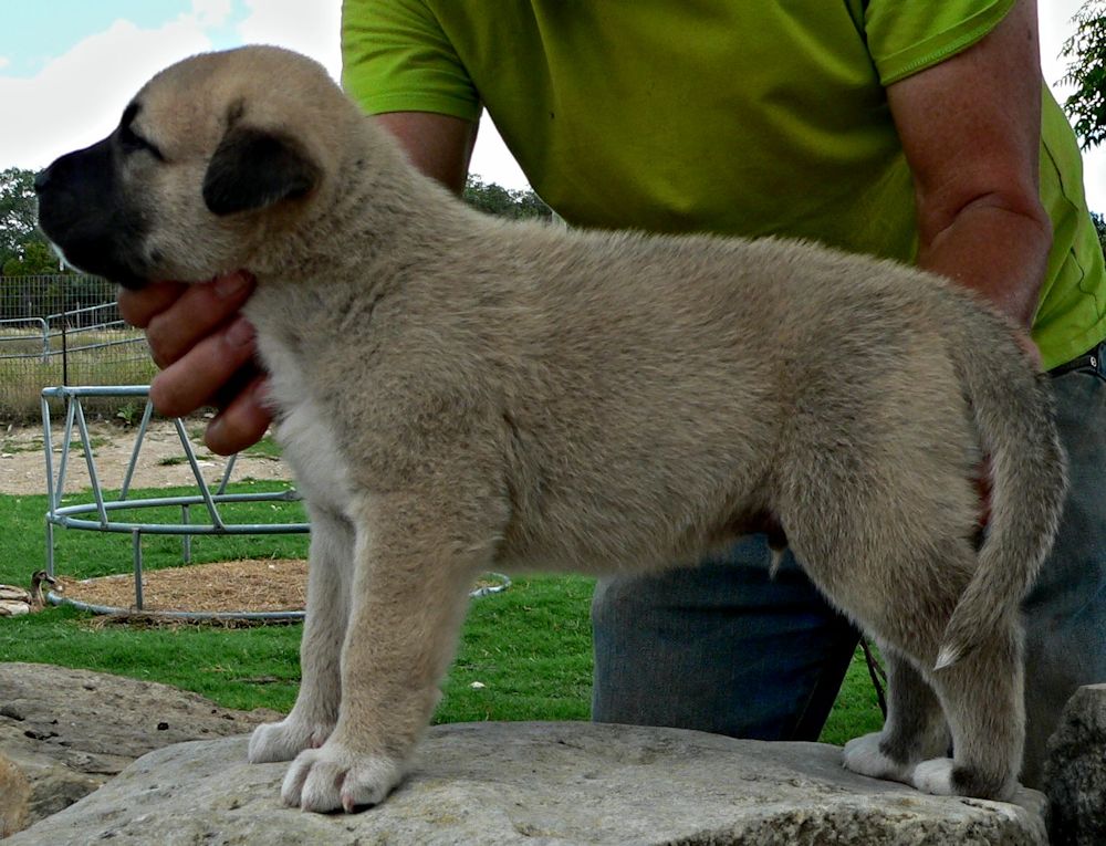 Case, Male Puppy 6, at Four Weeks on 8/29/2014 from Kibar/Leydi 8/1/2014 litter