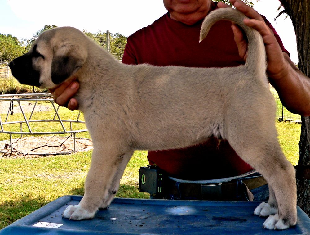 Case, Male Puppy 6, at Six Weeks on 9/12/2014 from Kibar/Leydi 8/1/2014 litter