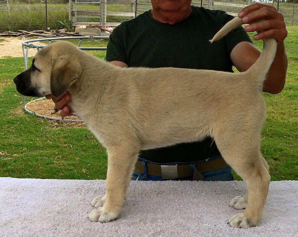 Case, Male Puppy 6, at Eight Weeks on 9/26/2014 from Kibar/Leydi 8/1/2014 litter