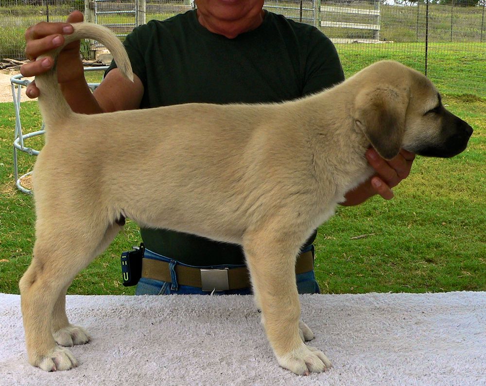 Case, Male Puppy 6, at Eight Weeks on 9/26/2014 from Kibar/Leydi 8/1/2014 litter