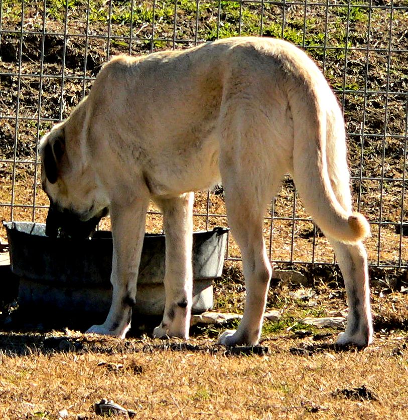 Case, Male Puppy 6, on 1/18/2015 at Lucky Hit Ranch from Kibar/Leydi 8/1/2014 litter