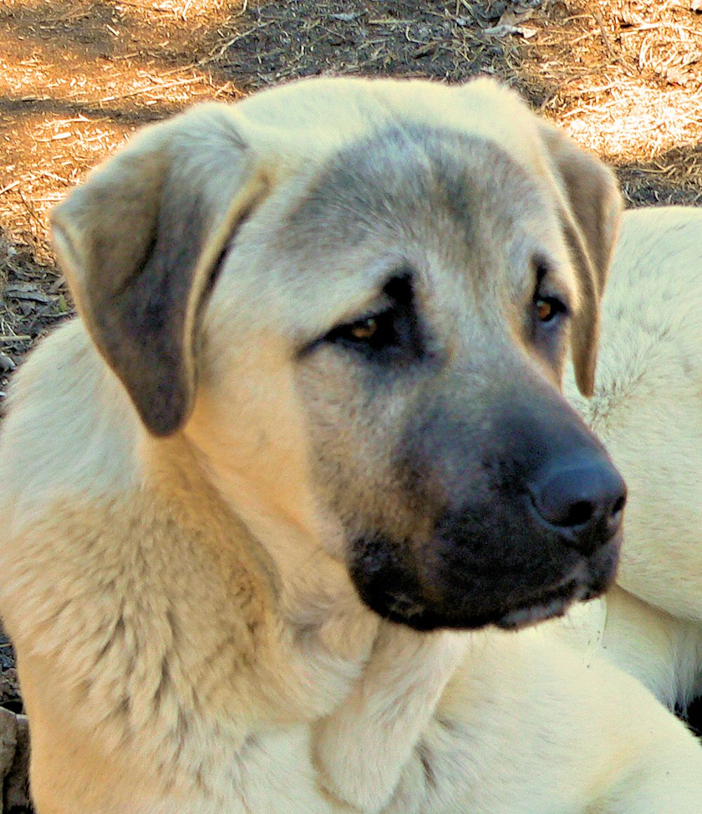 Case, Male Puppy 6, on 1/18/2015 at Lucky Hit Ranch from Kibar/Leydi 8/1/2014 litter