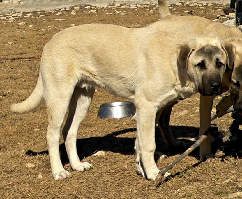 Case, Male Puppy 6, on 1/18/2015 at Lucky Hit Ranch from Kibar/Leydi 8/1/2014 litter