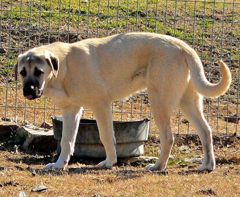 Case, Male Puppy 6, on 1/18/2015 at Lucky Hit Ranch from Kibar/Leydi 8/1/2014 litter