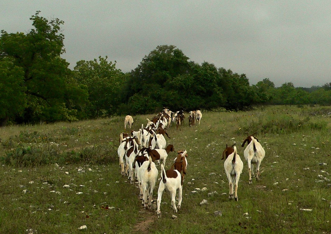 Early in the morning nine month old Case (Lucky Hit Leydi Case) follows his goats into the big pasture