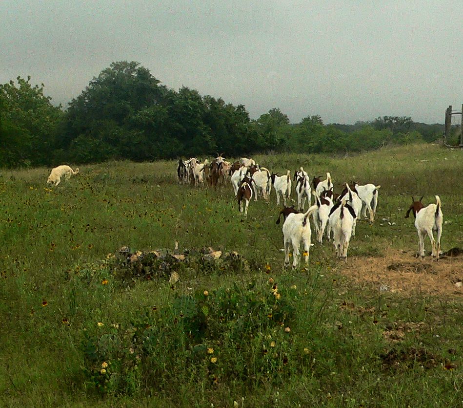 Nine month old Case (Lucky Hit Leydi Case) makes side trips to check out smells as he follows his goats into the big pasture