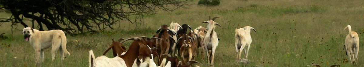 Nine month old Case (Lucky Hit Leydi Case) on the left and six month old Cedar Rise Tupelo Honey of Lucky Hit (Tupe) on the right following their goats into the big pasture