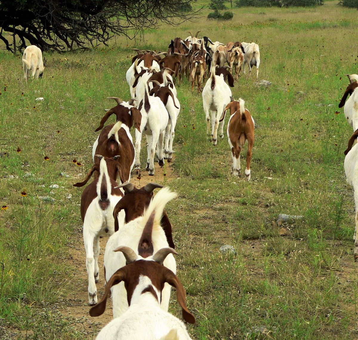 Nine month old Case (Lucky Hit Leydi Case) following his goats into the big pasture