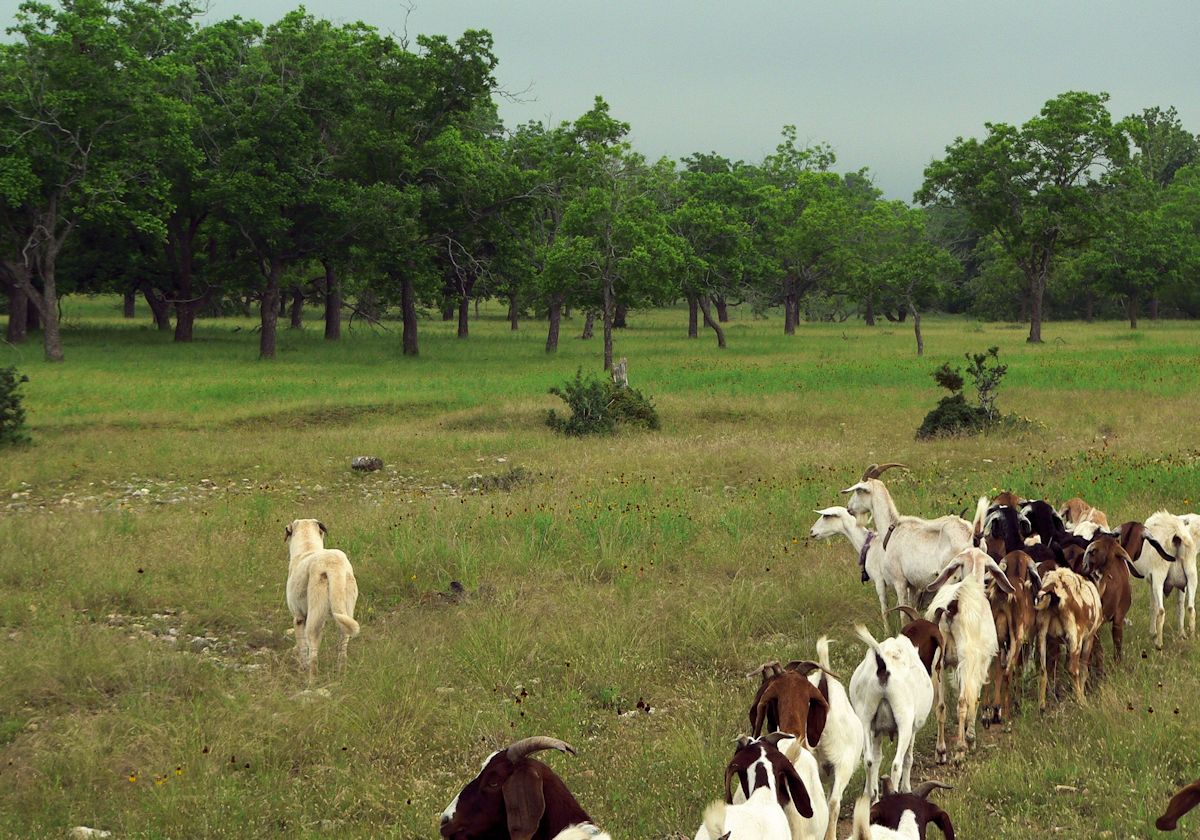 Nine month old Case (Lucky Hit Leydi Case) following his goats into the big pasture