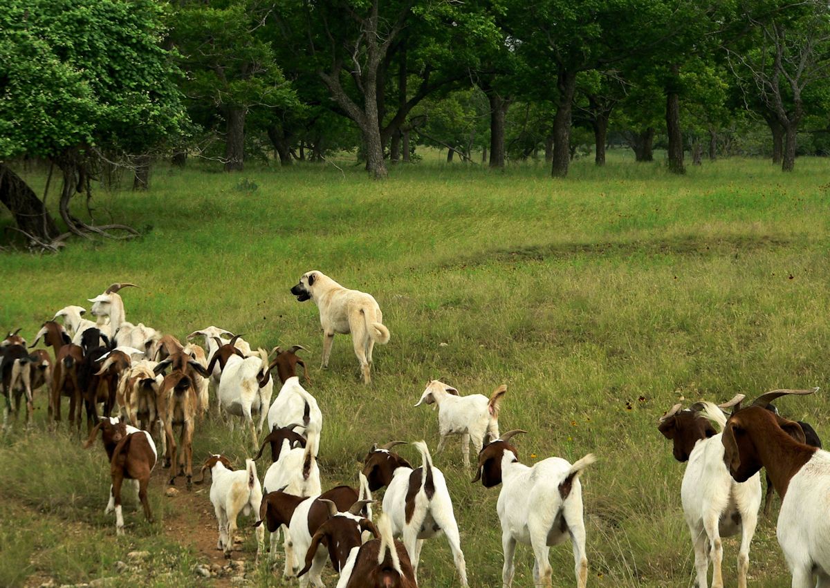 Nine month old Case (Lucky Hit Leydi Case) returns to his forward position with the goats