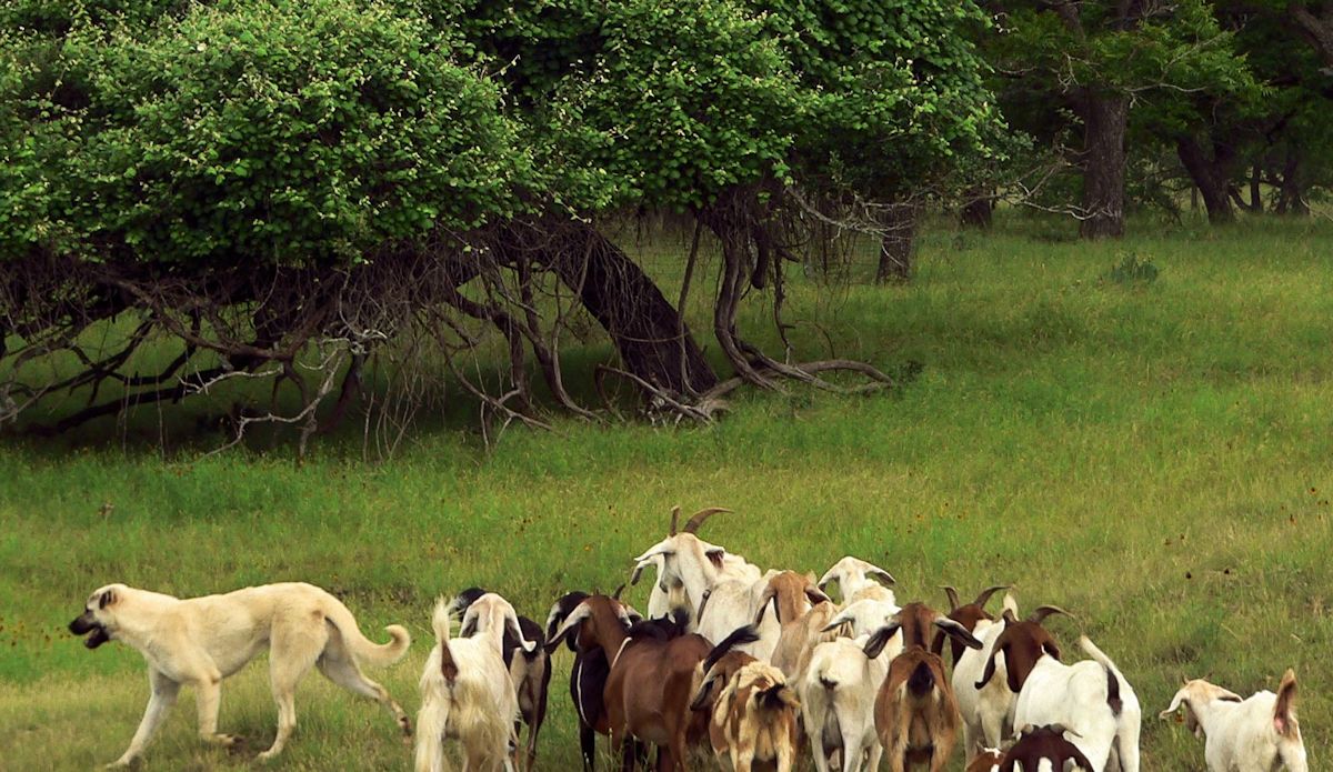 Nine month old Case (Lucky Hit Leydi Case) guarding goats in the big pasture