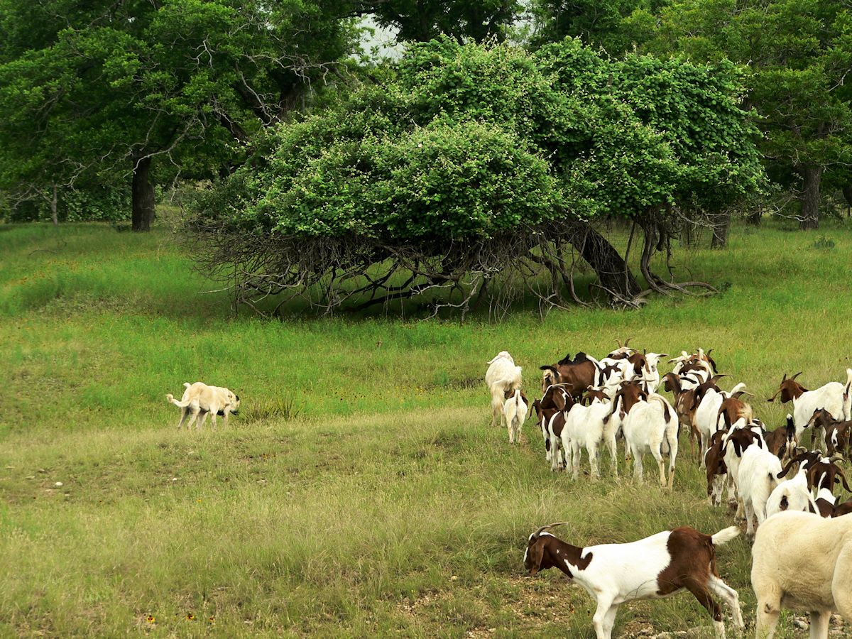 Nine month old Case (Lucky Hit Leydi Case) returns to the goats after his quick trip to the adjacent spring