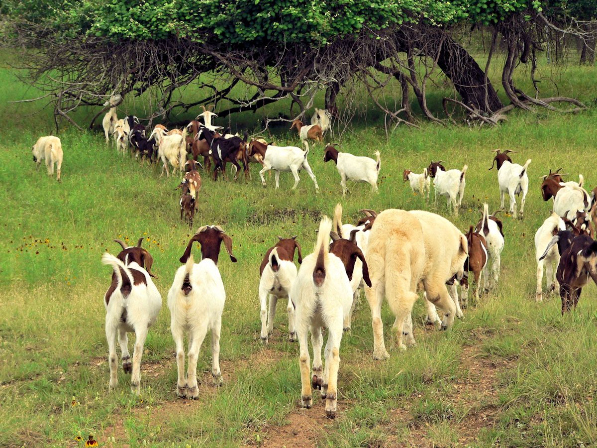 CASE JR with Zirva and goats in pasture