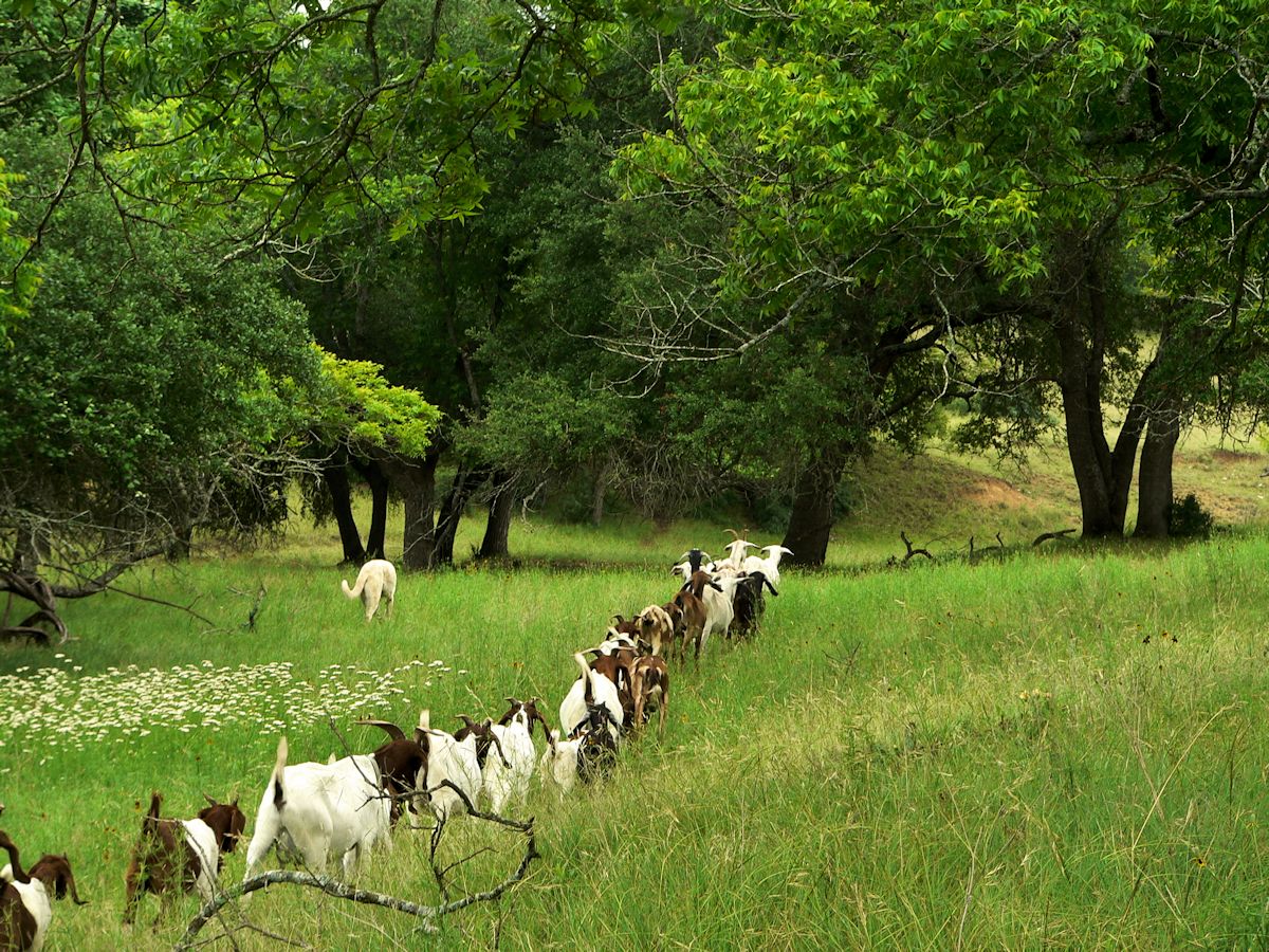 Nine month old Case (Lucky Hit Leydi Case) near the front of the line as his goats moves into the pasture