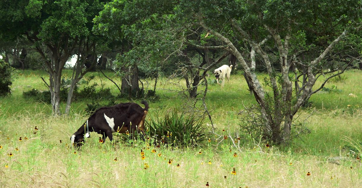 Nine month old Case (Lucky Hit Leydi Case) moves more quickly and aggressively through the trees than when the goats were more in the open.