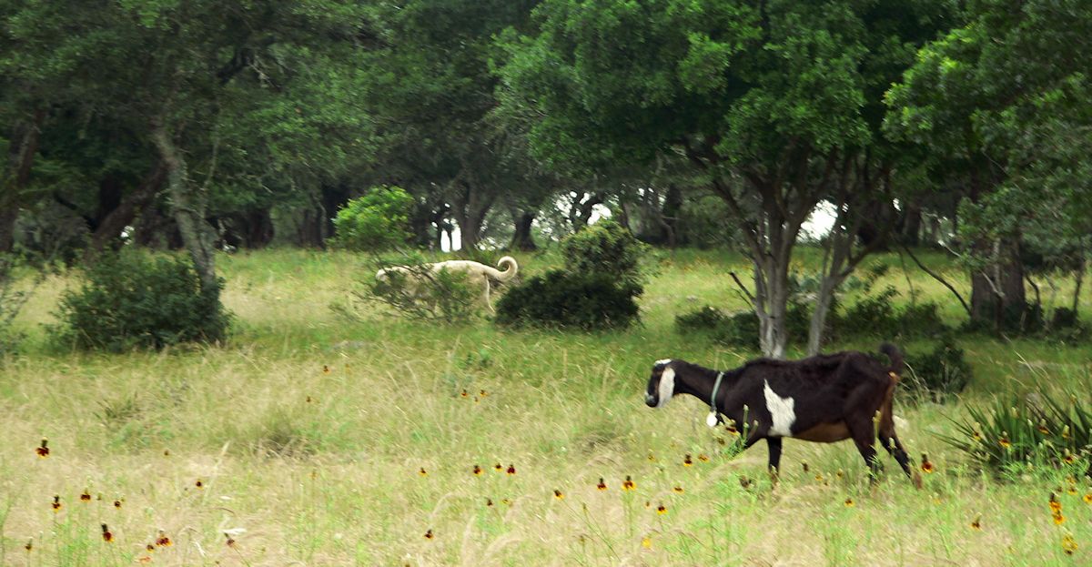 Nine month old Case (Lucky Hit Leydi Case) moves more quickly and aggressively through the trees than when the goats were more in the open.