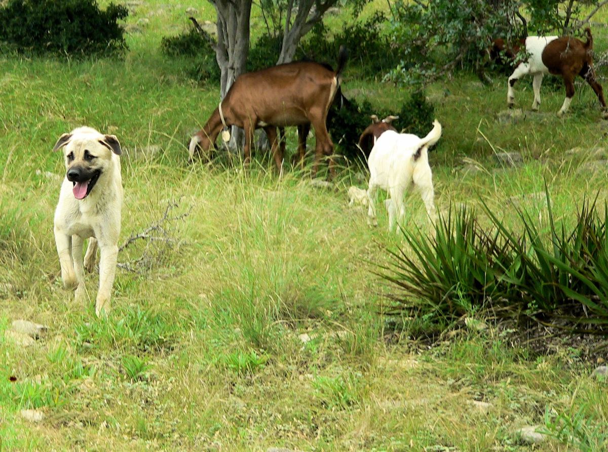 Nine month old Case (Lucky Hit Leydi Case) trots quickly to check out something that concerned him.