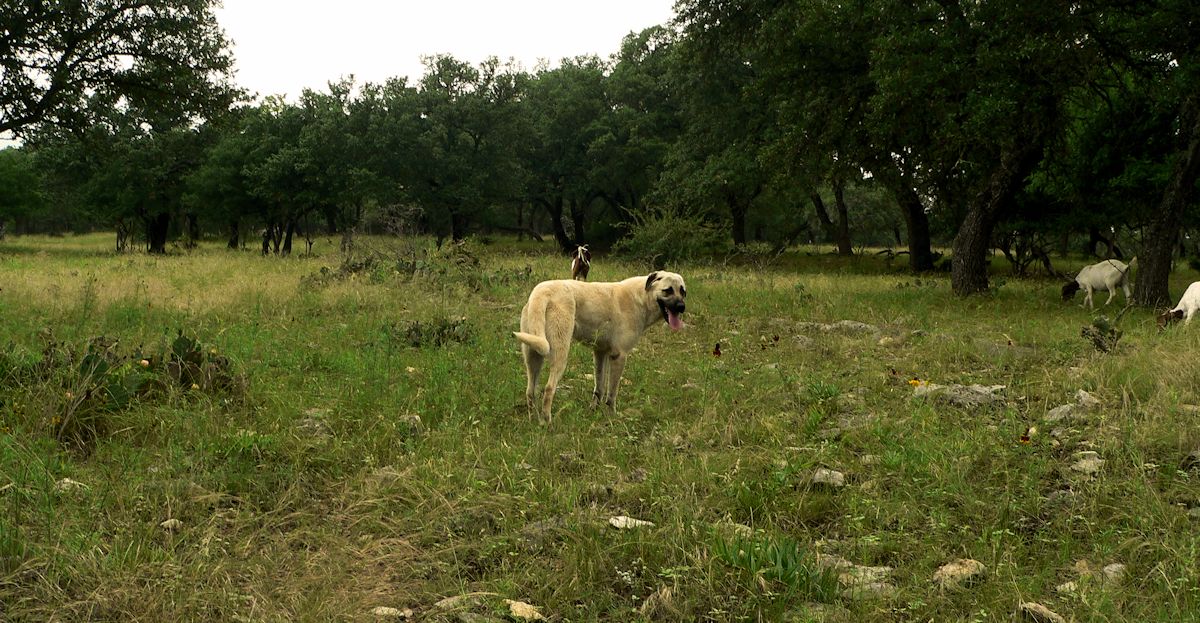 Nine month old Case (Lucky Hit Leydi Case) stops to check on the herd progress (and in this case, my progress).