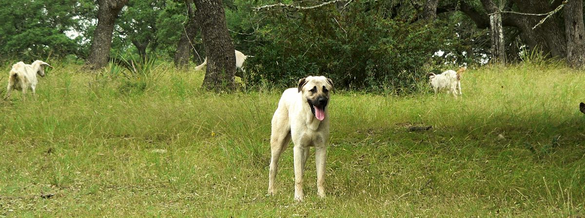 Nine month old Case (Lucky Hit Leydi Case) keeps a sharp eye out for predators.  Besides his excellent working ability you can see his beautifully athletic body.