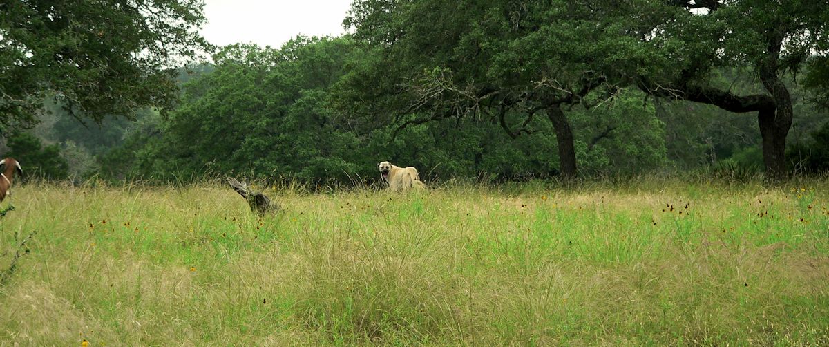 Nine month old Case (Lucky Hit Leydi Case) looks back toward the herd as the herd moves forward through the pasture.