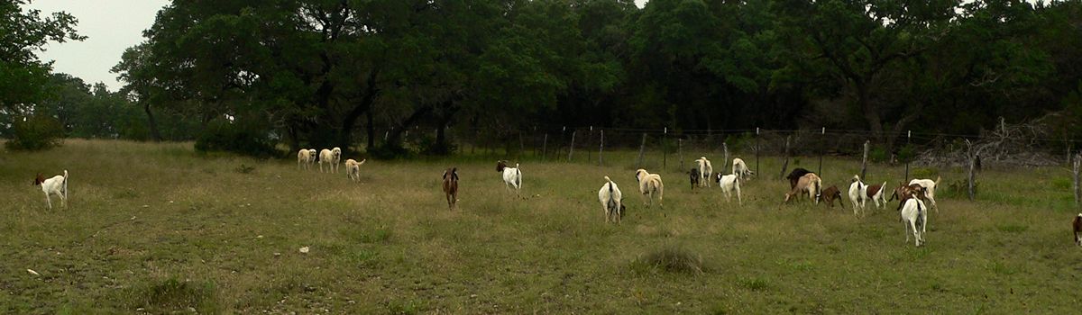 Nine month old Case (Lucky Hit Leydi Case) and his buddy, Tupe, re-join Zirva and Benek as the herd turns back toward the barn.