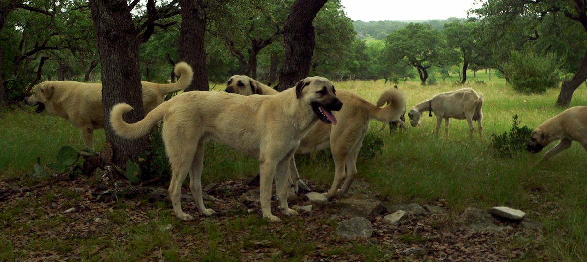 CASE JR, ZIRVA, BENEK, and TUPE with goats in the pasture