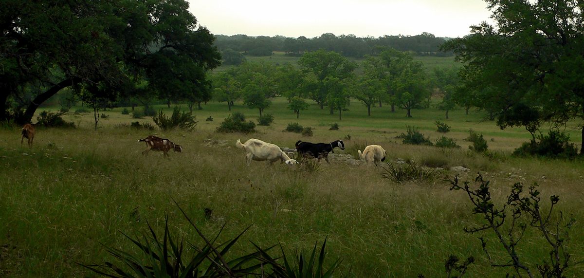 Nine month old Case Jr (Lucky Hit Leydi Case) presses forward across the pasture 