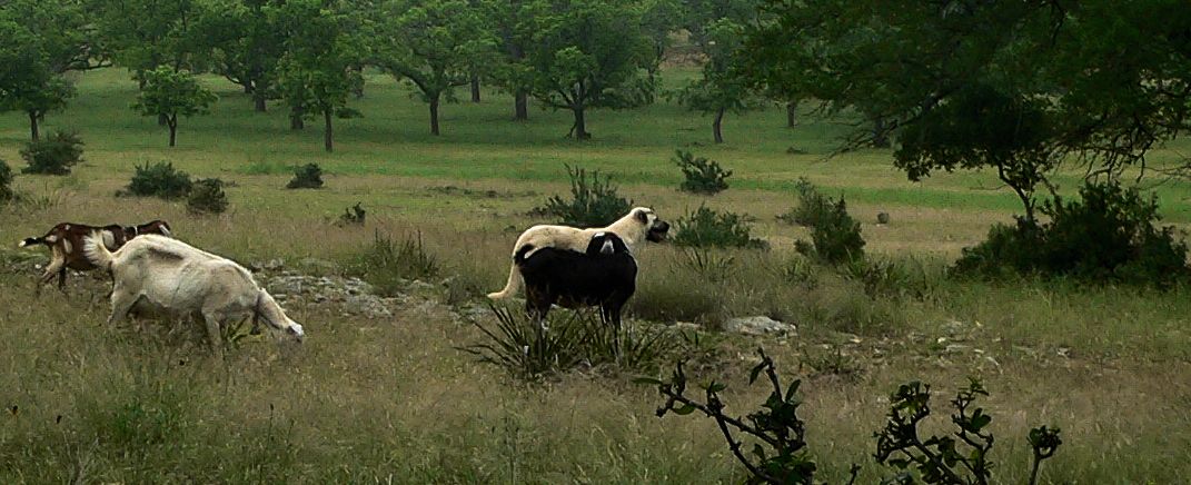 Nine month old Case (Lucky Hit Leydi Case) carefully scrutinizes the pasture ahead 