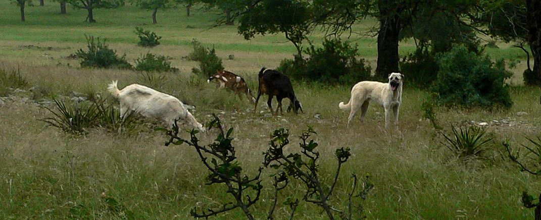 Nine month old Case (Lucky Hit Leydi Case) looks everywhere, not only check for predators but also checking the goats are following. 