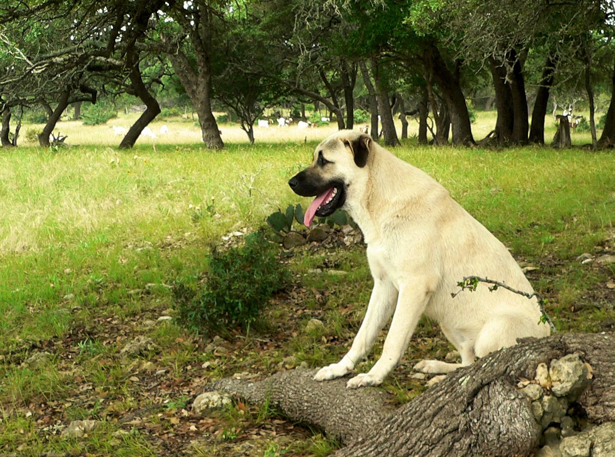 Nine month old Case (Lucky Hit Leydi Case) takes a break in the shade but is still acutely aware of his surroundings! 