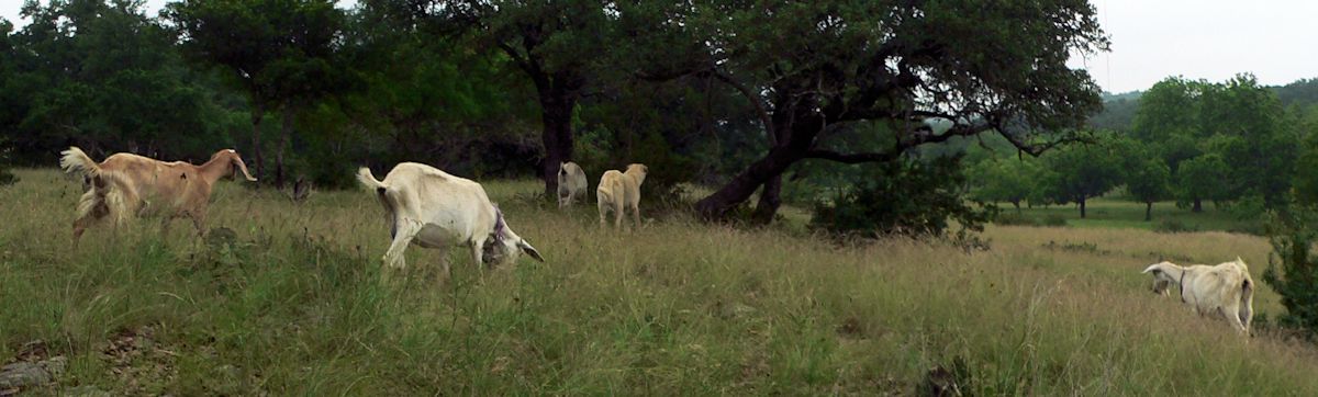 Nine month old Case (Lucky Hit Leydi Case) moves on again once the goats catch up to his resting spot. 