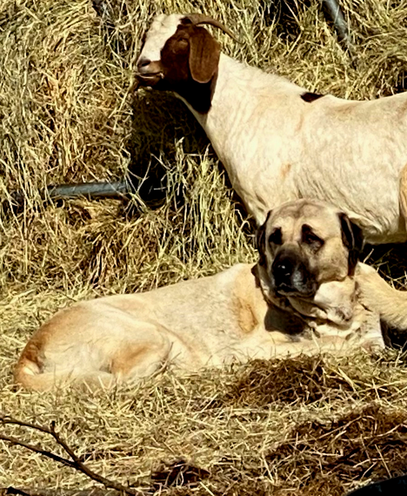 Case Jr, Male Puppy 6, on 1/17/2021 at Lucky Hit Ranch from Kibar/Leydi 8/1/2014 litter