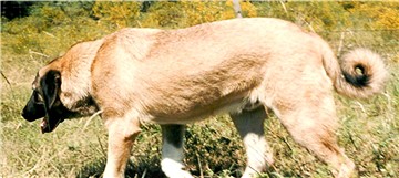 Lion at six months